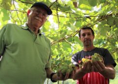 Agricultores fumacenses investem no cultivo da uva Goethe