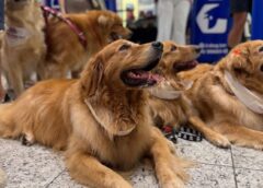 Pets e Hello Kitty animam o fim de semana no Nações Shopping