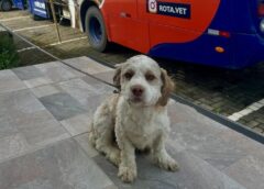 Nova Veneza realiza mais de mil castrações de animais em um ano