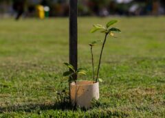 Plantio de mudas nativas abre a Semana do Meio Ambiente de Criciúma nesta segunda-feira 