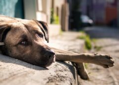 Nova Veneza reforça fiscalização contra abandono de animais