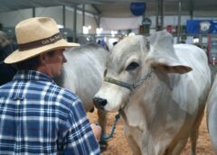 Campeões de Nelore e Brahman são conhecidos na Feira AgroPonte
