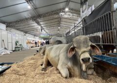 Feira AgroPonte começa nesta quarta em Criciúma; confira os horários