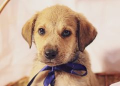 Almoço com bingo ajuda causa animal em Nova Veneza