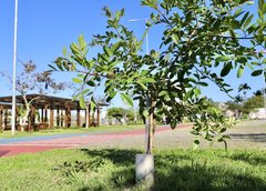 Criciúma realizará plantio de 400 árvores em um minuto nesta terça-feira