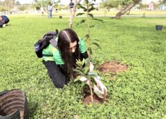 Em Criciúma, parques da Prefeitura e da Santa Luzia recebem o plantio de 400 mudas de árvores